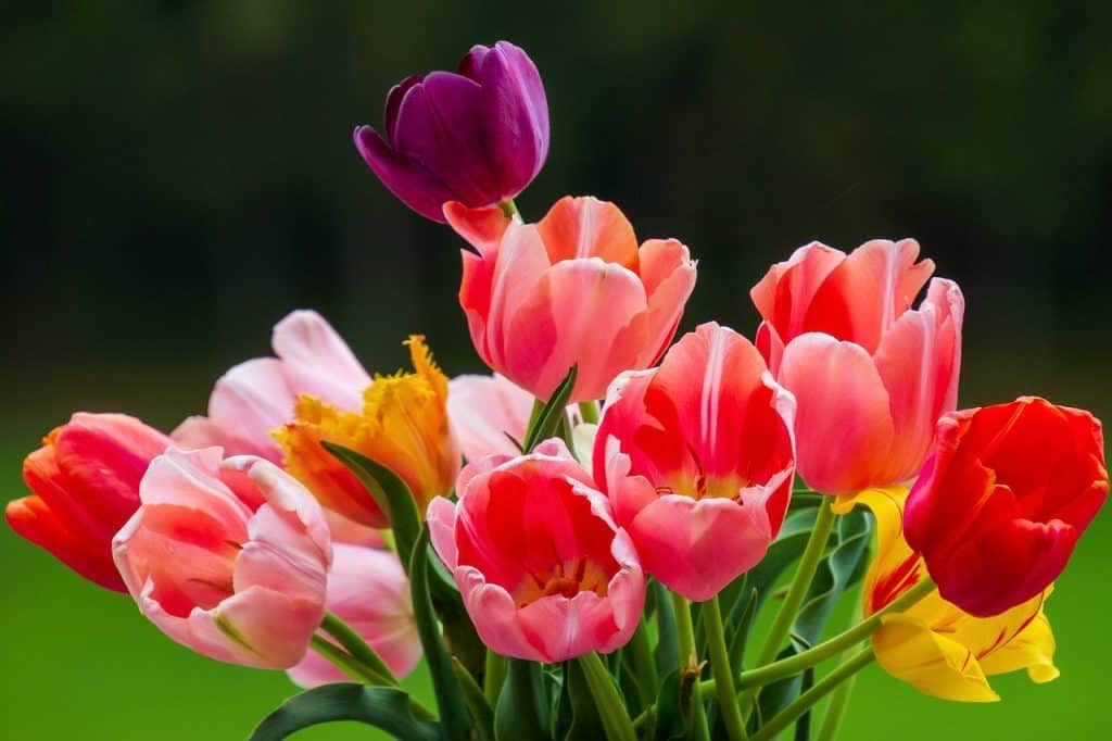 tulips, colorful, nature